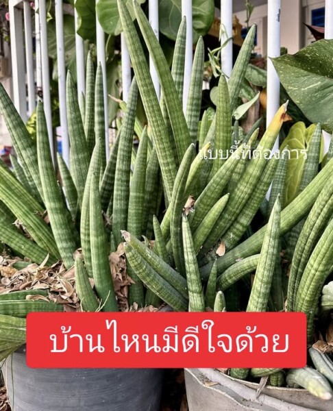 หว่านงาช้าง