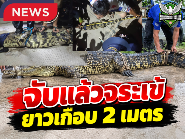 ปทุมธานี จับแล้ว! “ไกรทอง” กรมประมง ร่วมกู้ภัย-พลเมืองดี ล่าจระเข้เกือบ 2 เมตร หลังชาวบ้านพบขึ้นนอนอาบแดด